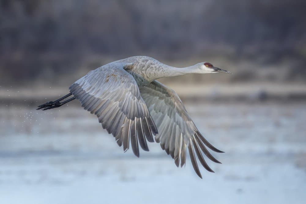 Crane Taking Flight by Sanbao Zheng — canvas wall art