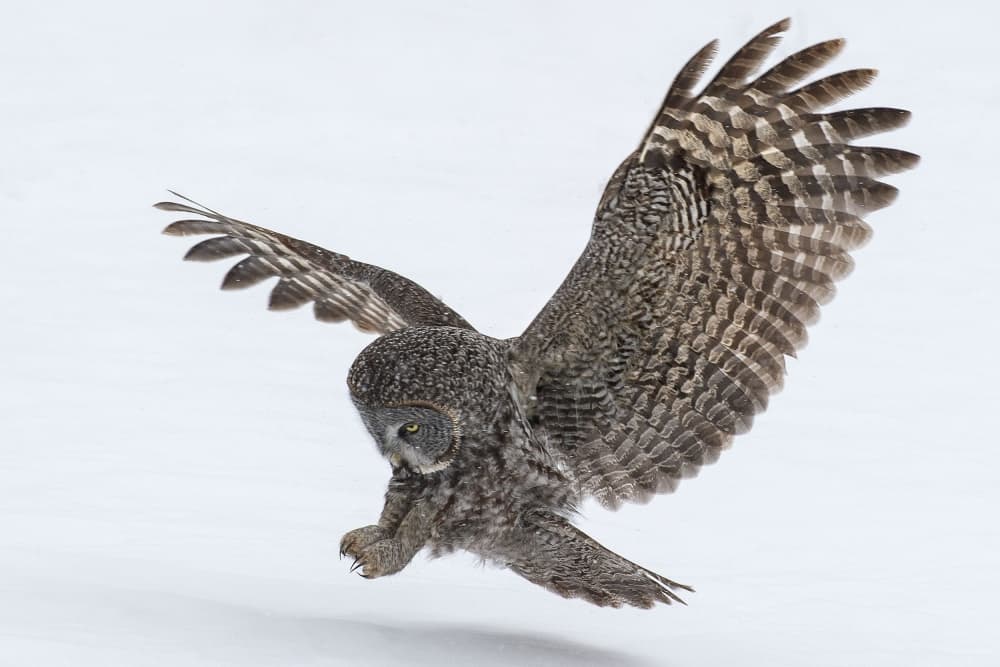 Great Gray Owl Swooping by Nick Kalathas — canvas wall art