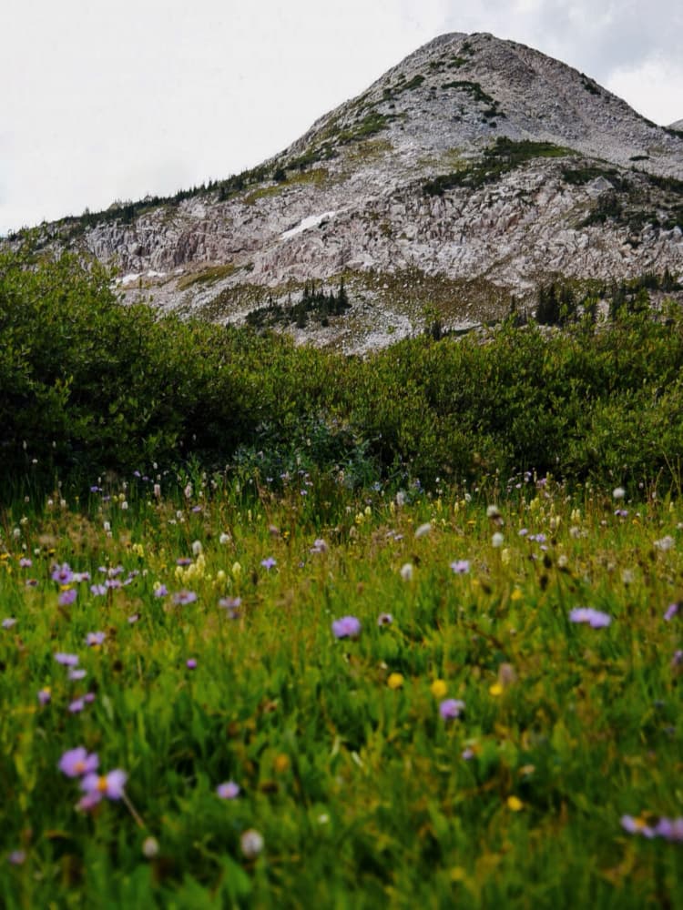 Mountain Wildflower Meadow by Del Mundo Imagery — canvas wall art