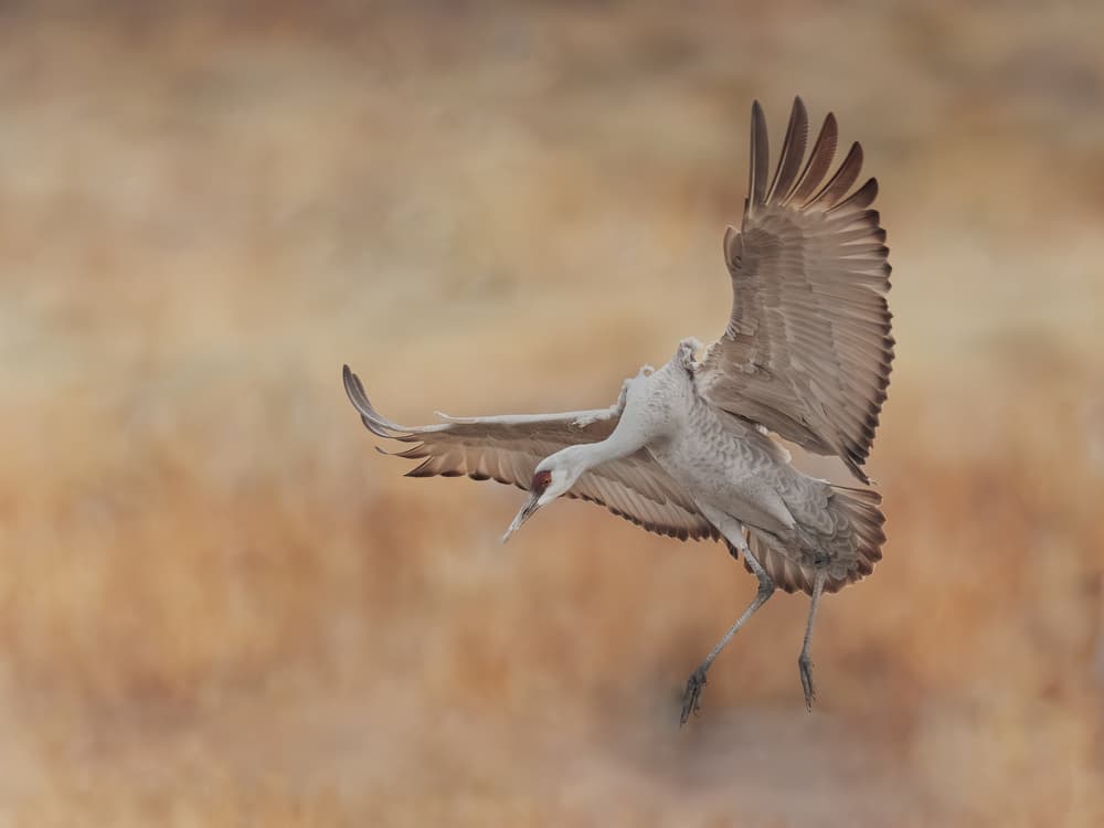 Sandhill Crane Landing by Qingsong Wang — canvas wall art