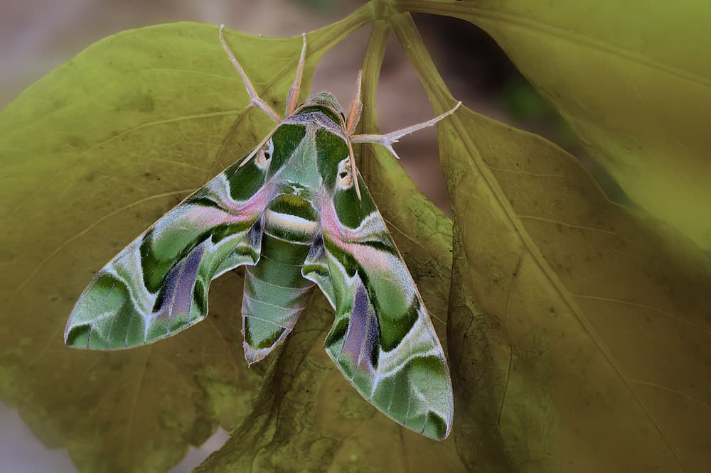 Vibrant Green Moth by Jimmy Hoffman — canvas wall art