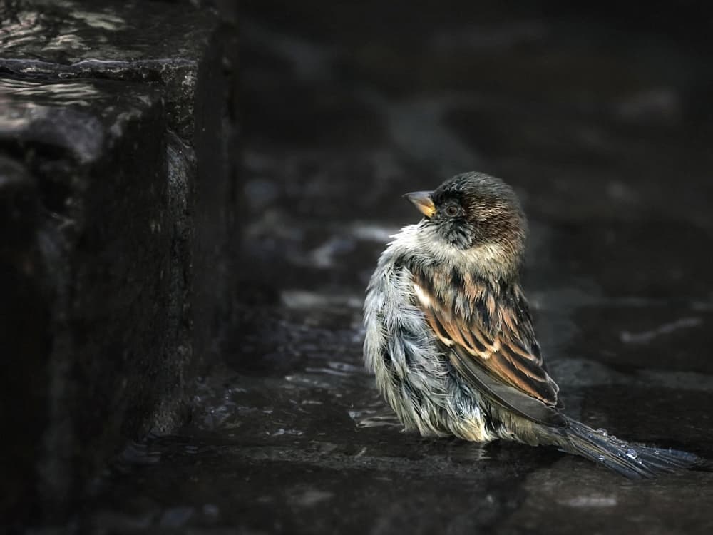 Wet Little Sparrow by Holger Droste — canvas wall art
