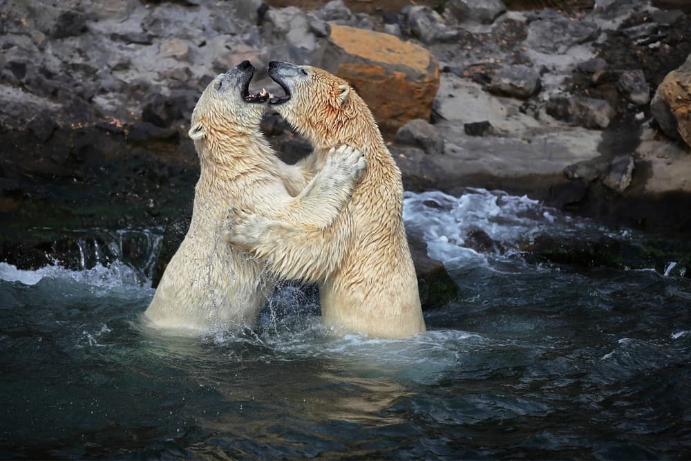 Polar Bears Play Fighting by Antje Wenner-Braun — canvas wall art