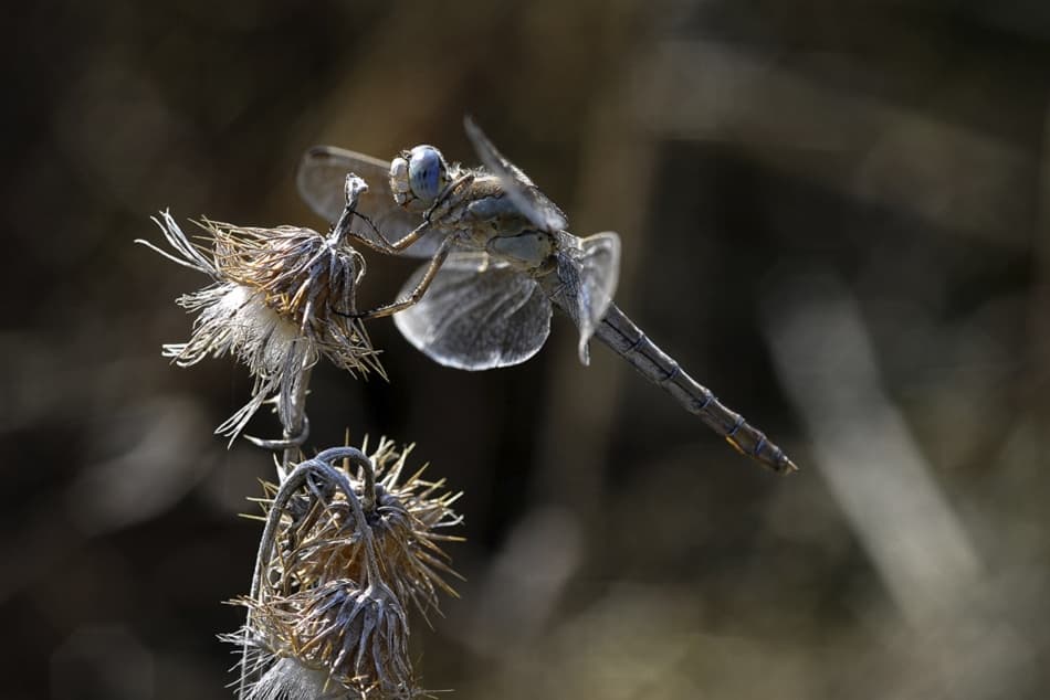 Dragonfly on Dried Thistle by Antonio Grambone — canvas wall art
