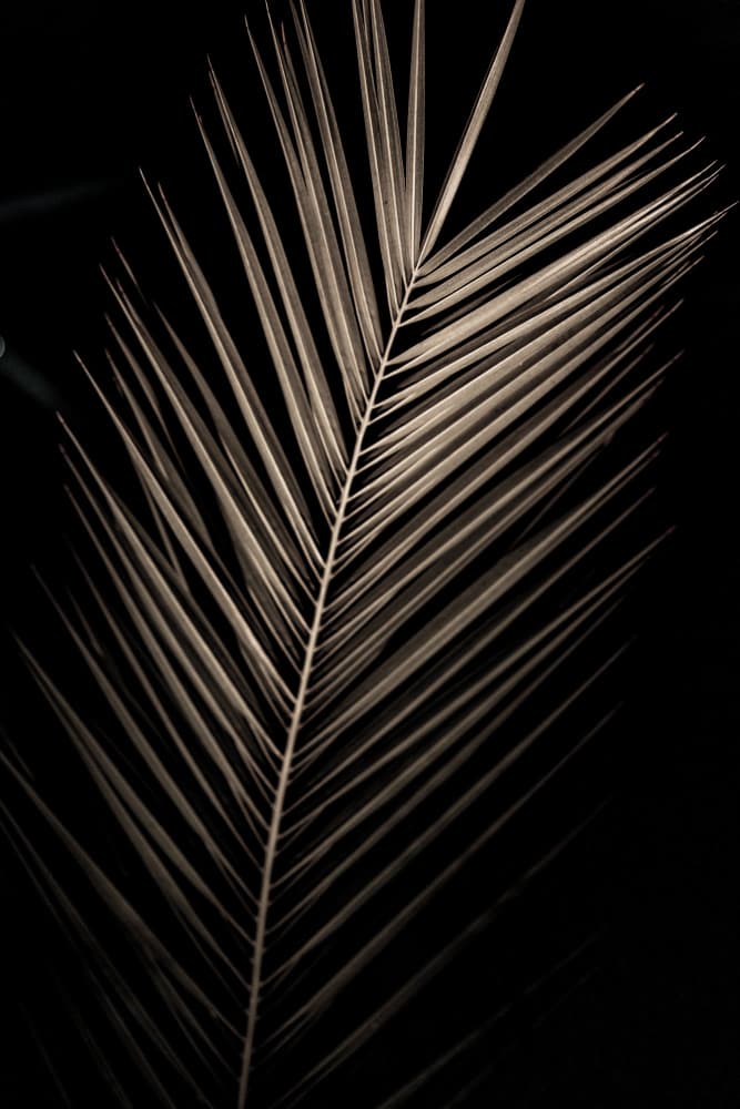 Elegant Sepia Palm by Mareike Böhmer — canvas wall art