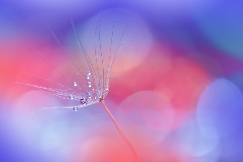 Colorful Dandelion Dew by Juliana Nan — canvas wall art