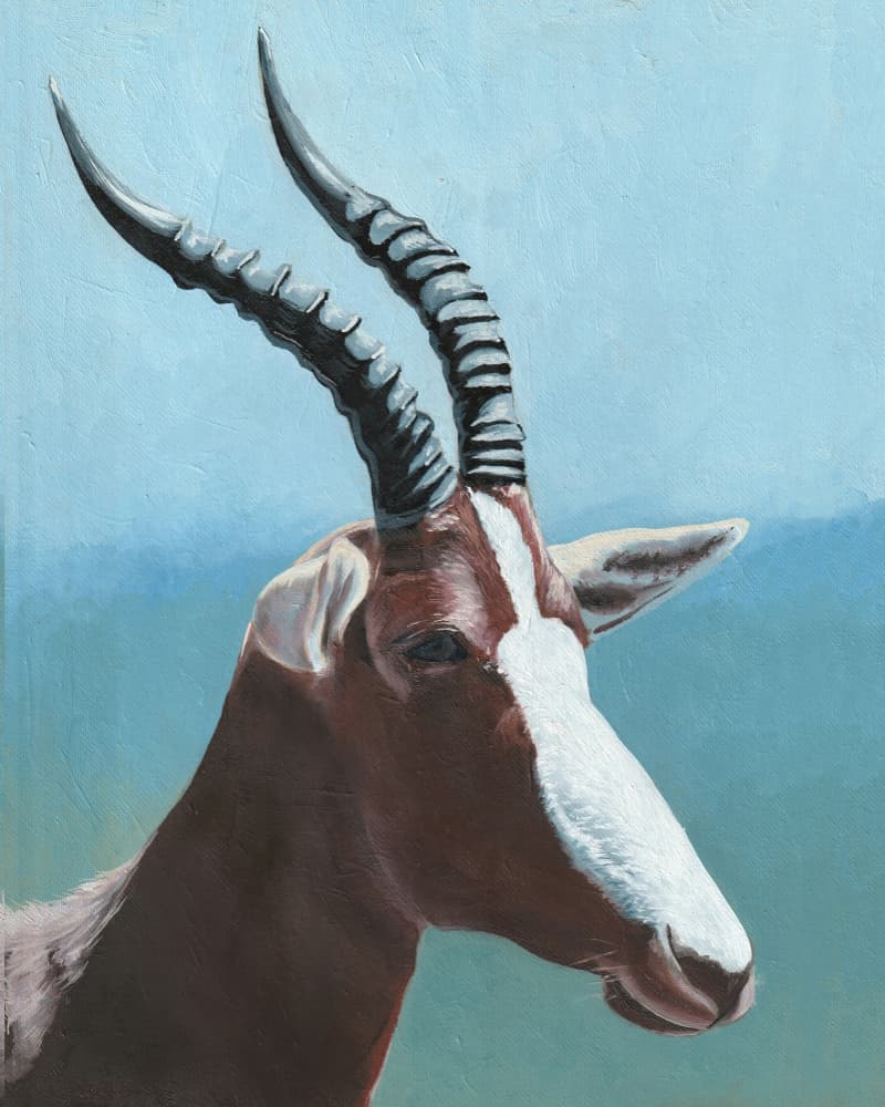 Majestic Blesbok Portrait by Viccy Wanliss — canvas wall art