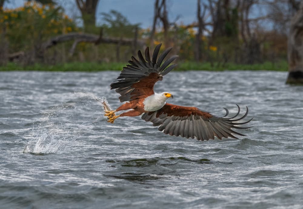 African Fish Eagle Catch by Allen SDCA — canvas wall art