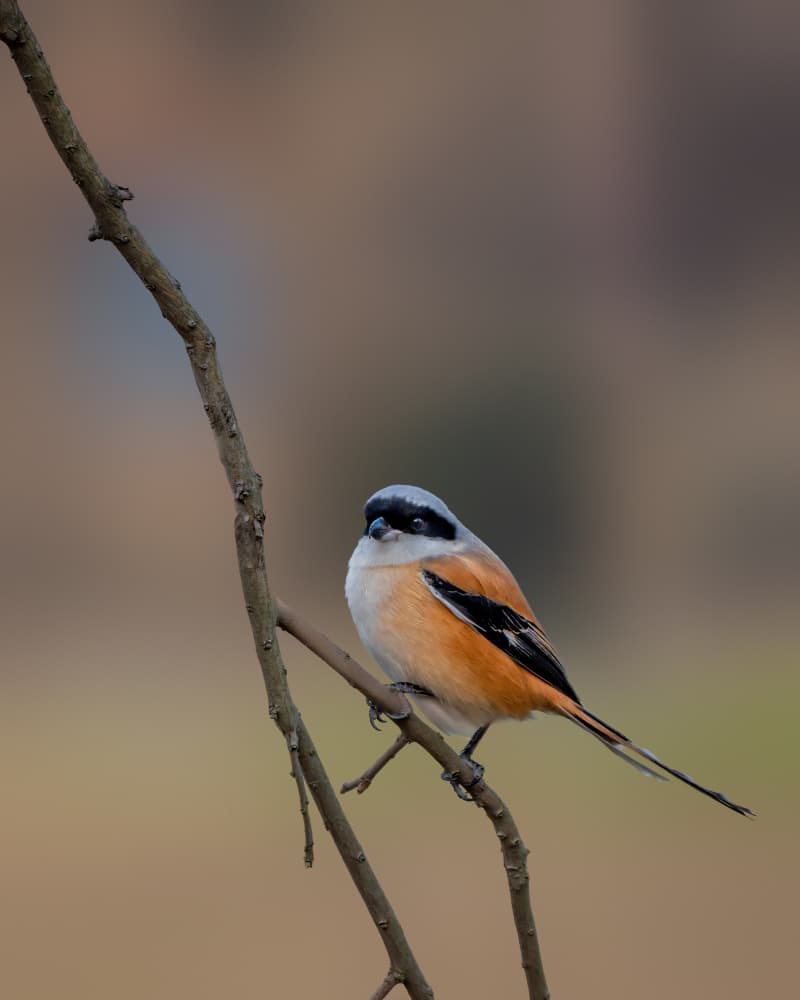 Vibrant Shrike Perched by Jacob (Jian) Xu — canvas wall art
