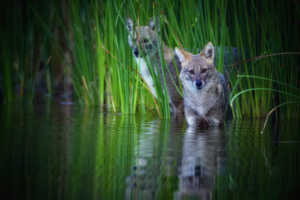 Golden Jackals in Reeds by David Manusevich — canvas wall art