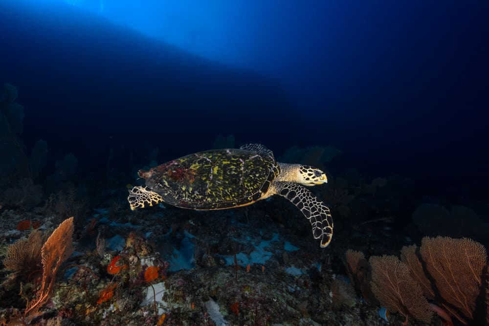 Deep Blue Sea Turtle by Barathieu Gabriel — canvas wall art