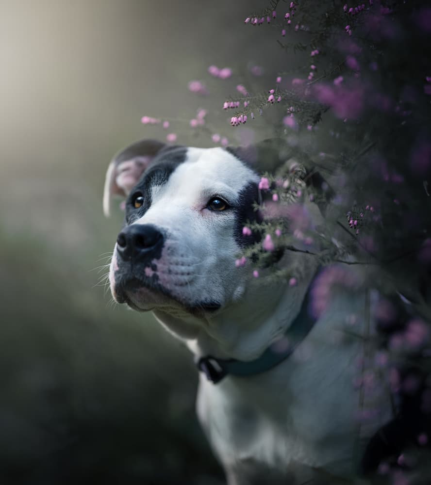 Gentle Dog Among Flowers by Alfonso maseda varela — canvas wall art