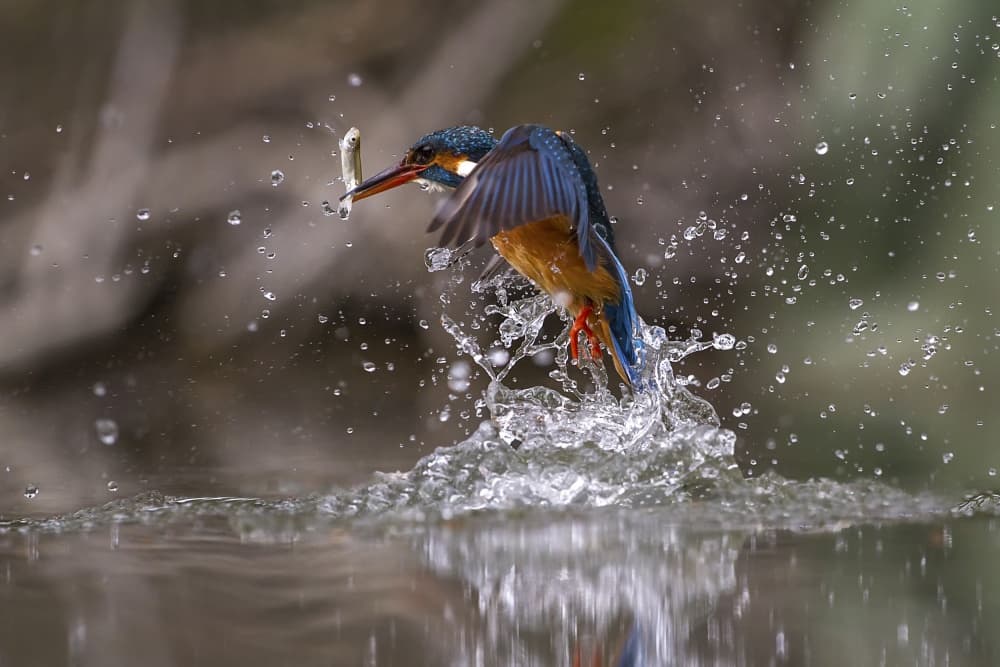 Kingfisher with Catch by Marco Redaelli — canvas wall art