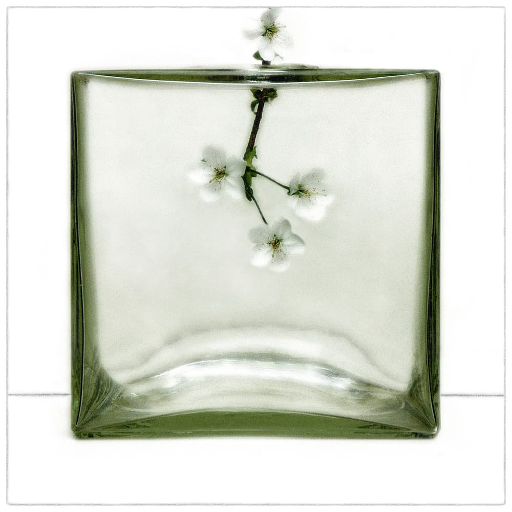 Cherry Blossoms in Glass by Huib Limberg — canvas wall art