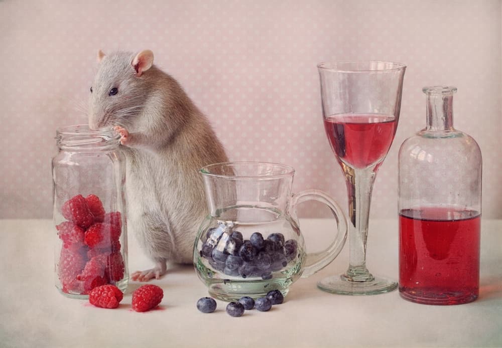 Cute Rat Still Life by Ellen van Deelen — canvas wall art