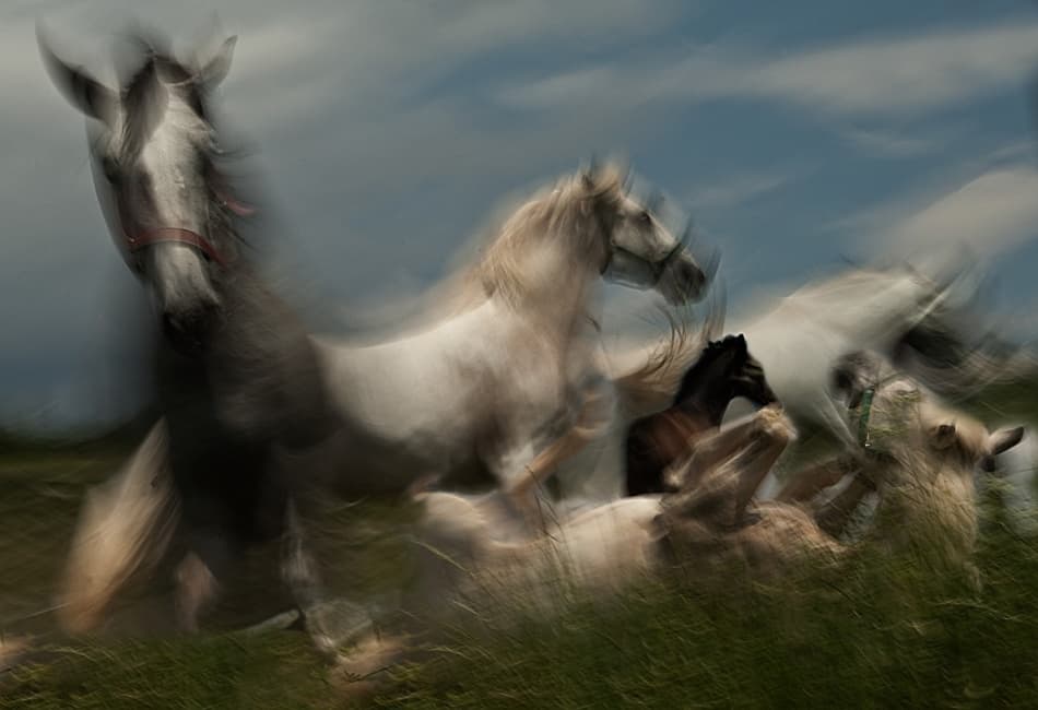 Dynamic Wild Horses by Milan Malovrh — canvas wall art