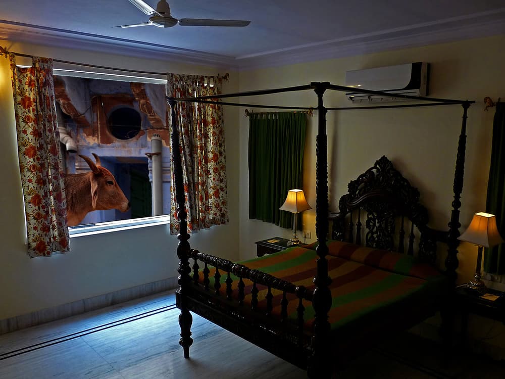 Cow At The Window by Giorgio Pizzocaro — canvas wall art