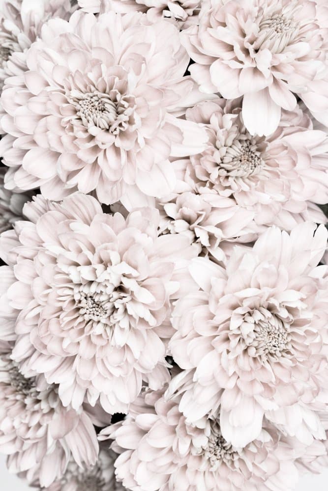 Elegant Pink Blooms by Pictufy Studio III — canvas wall art