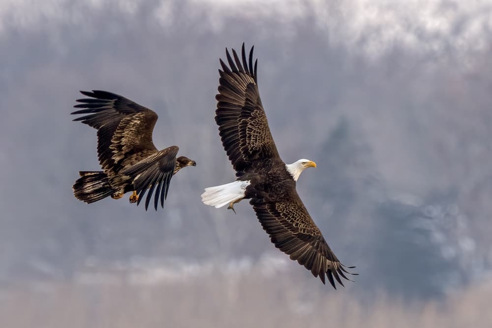 Majestic Eagles in Flight by John Fan — canvas wall art