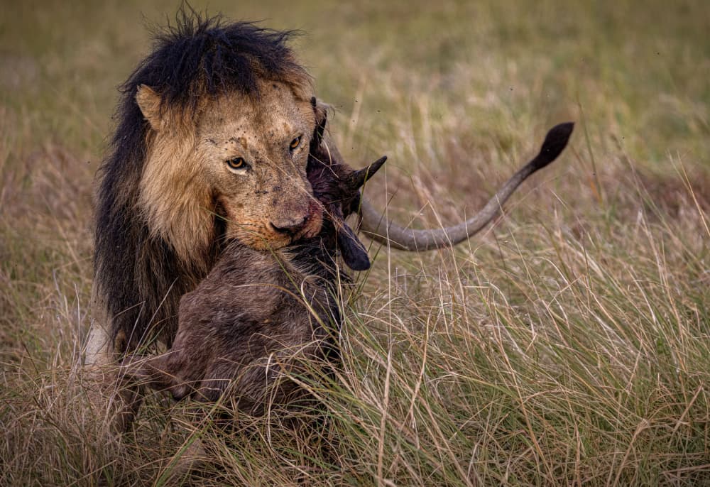 Lion Carrying Prey by Hamza Qarooni — canvas wall art