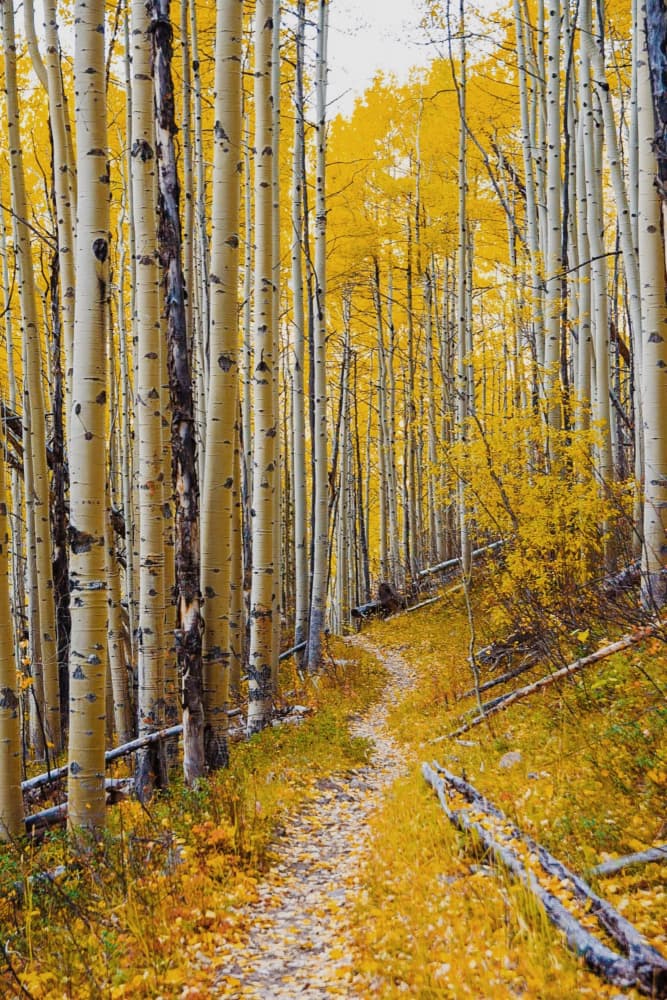 Golden Aspen Trail by Del Mundo Imagery — canvas wall art