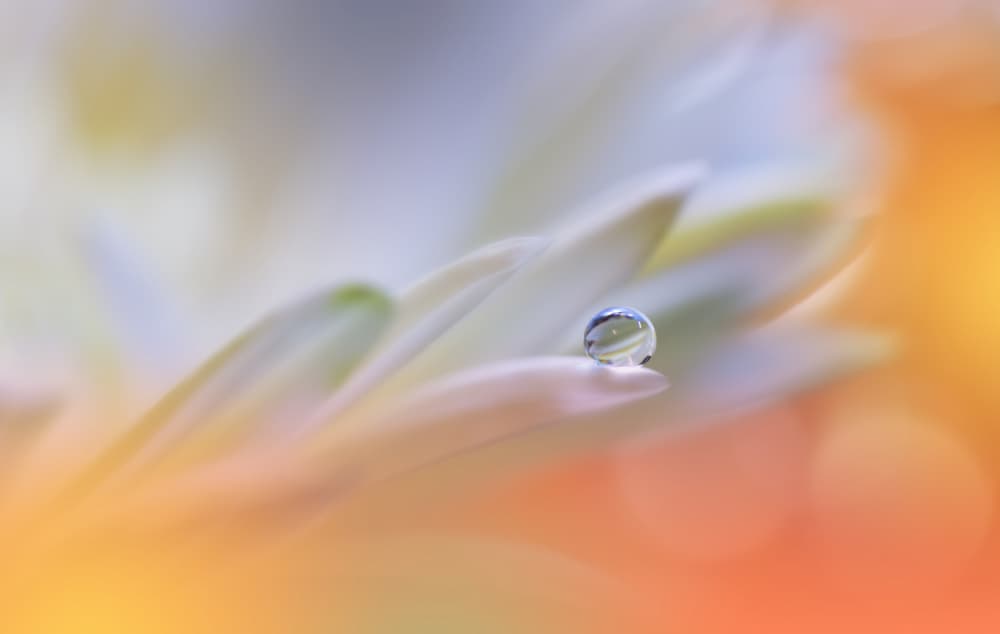 Little Wonders...II by Juliana Nan — canvas wall art