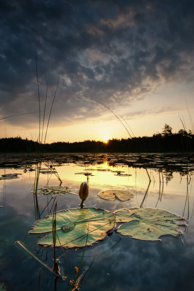 Serene Water Lily Dusk by Benny Pettersson — canvas wall art