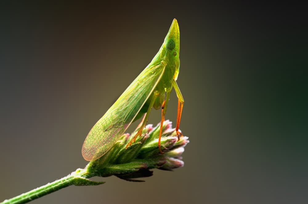 Perched Green Leafhopper by Summer2016 — canvas wall art