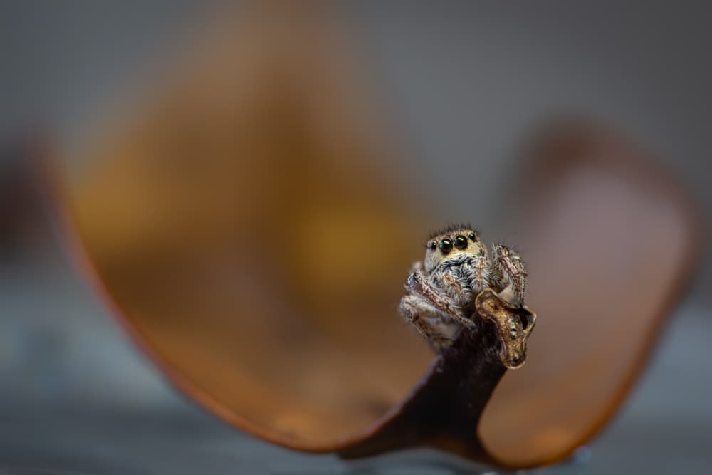 Curious Jumping Spider by Ivy Deng — canvas wall art