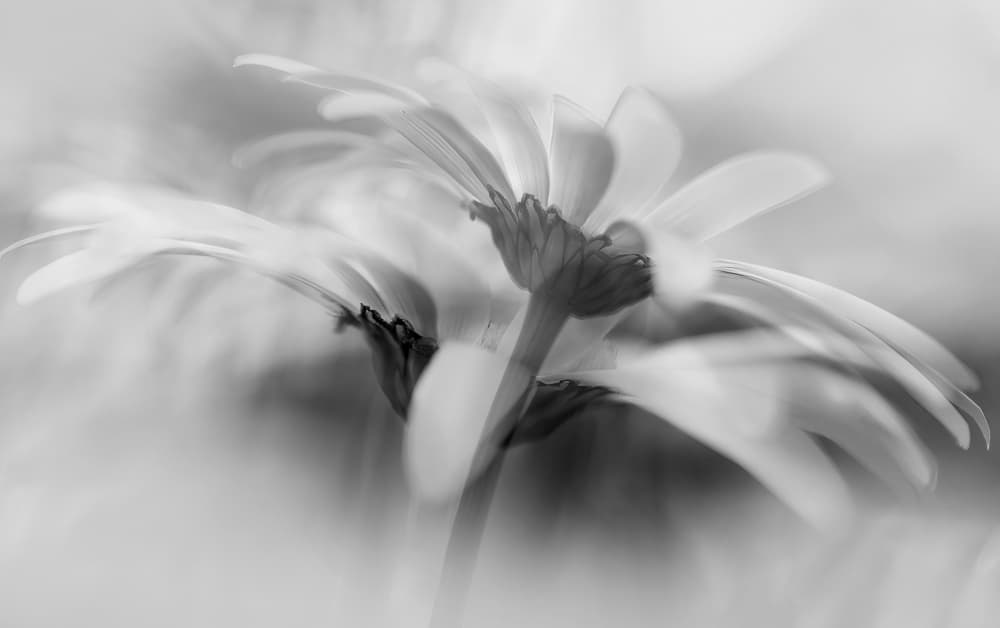 Soft Monochrome Daisy by Ylva Sjögren — canvas wall art
