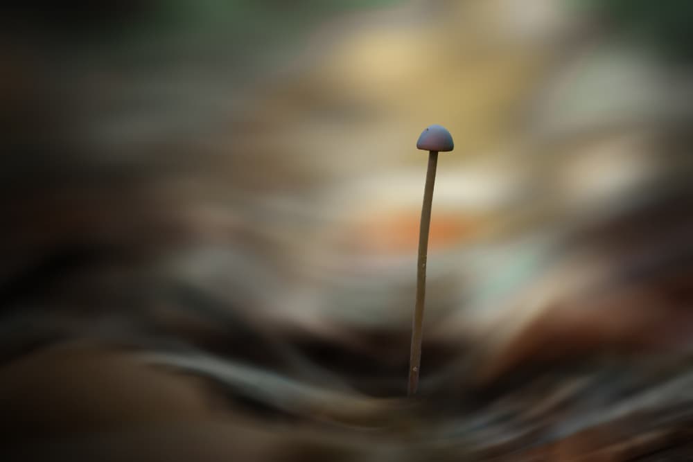Delicate Forest Mushroom by Christiane Heggemann — canvas wall art