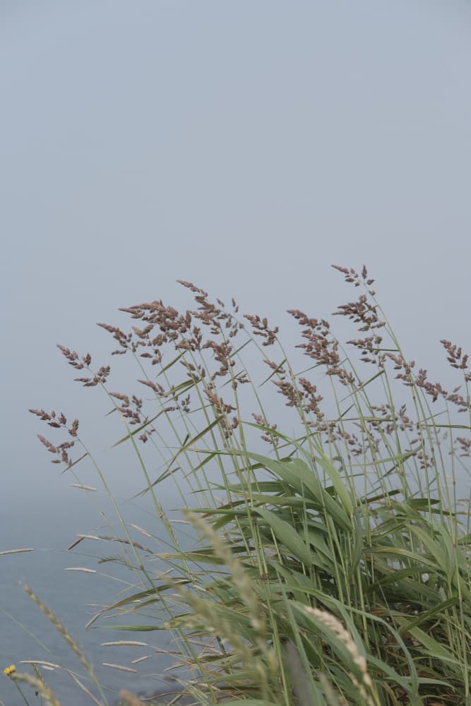 Misty Morning Grasses by Olivia Joy StClaire — canvas wall art