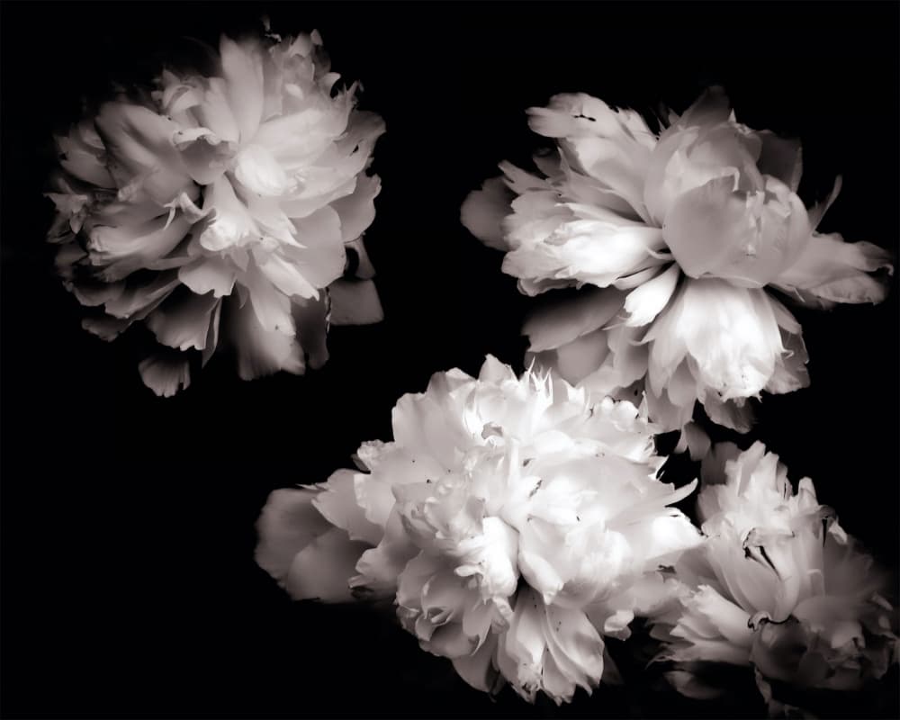 Elegant White Peonies by Michele Frechette — canvas wall art