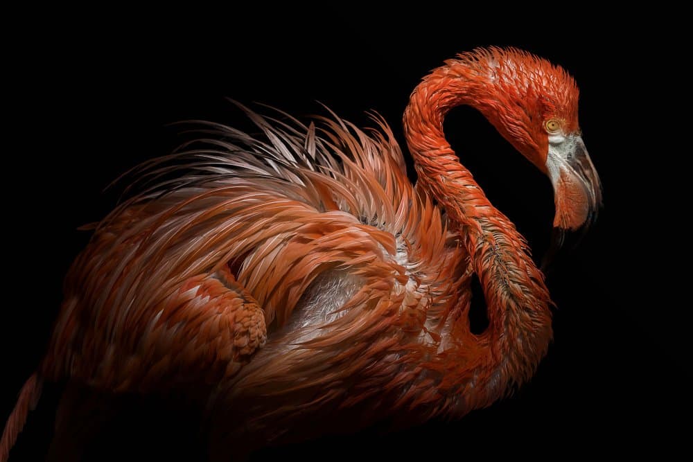 Elegant Flamingo Portrait by Vitor Martins — canvas wall art