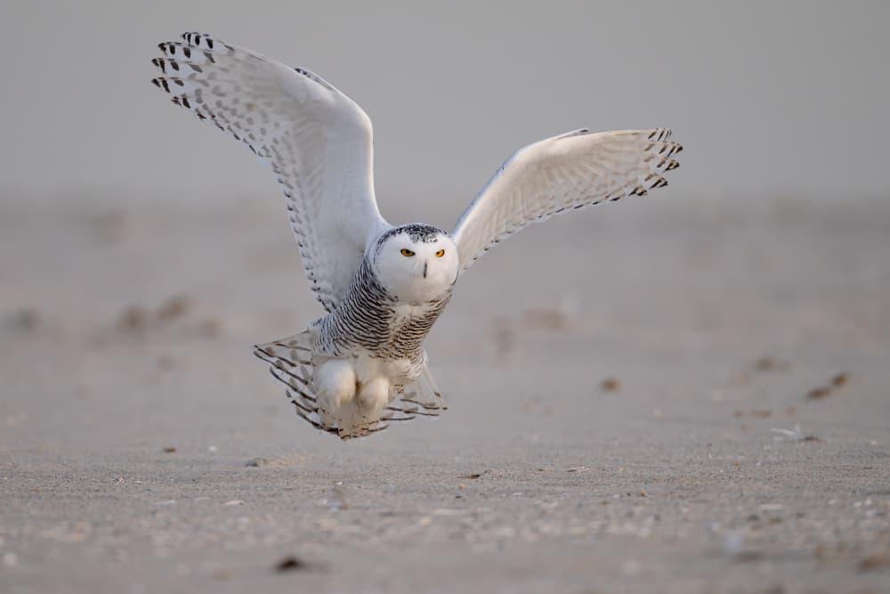 Snowy Owl in Flight by Johnny Chen — canvas wall art