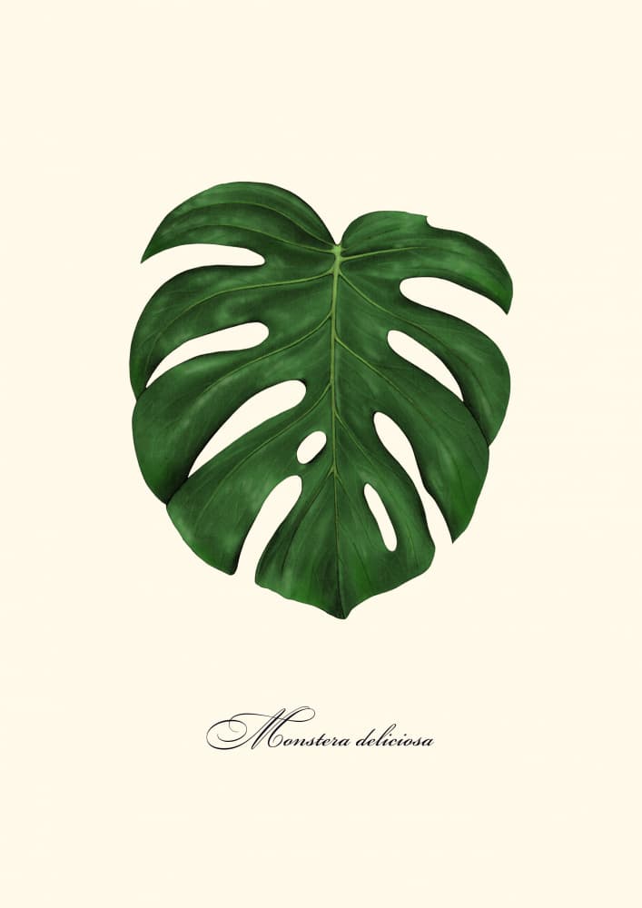 Monstera Deliciosa Leaf by Giulia Borsi — canvas wall art