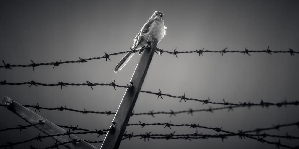 Bird on Barbed Wire by Scott J. Pilla — canvas wall art