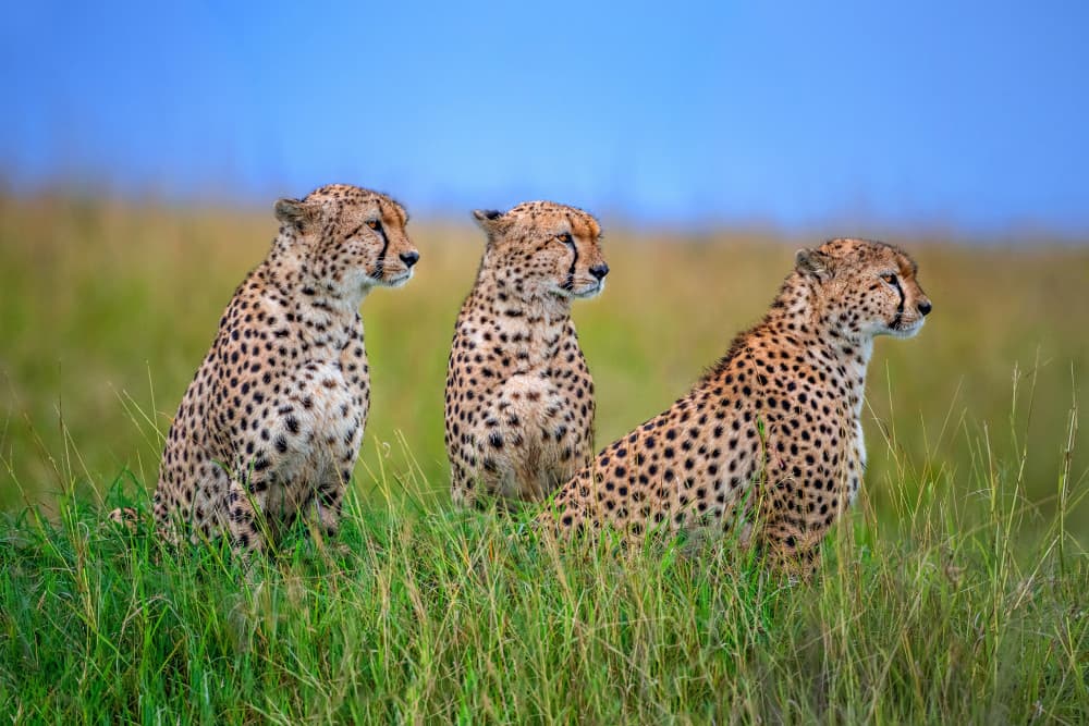 Three Alert Cheetahs by Xavier Ortega — canvas wall art