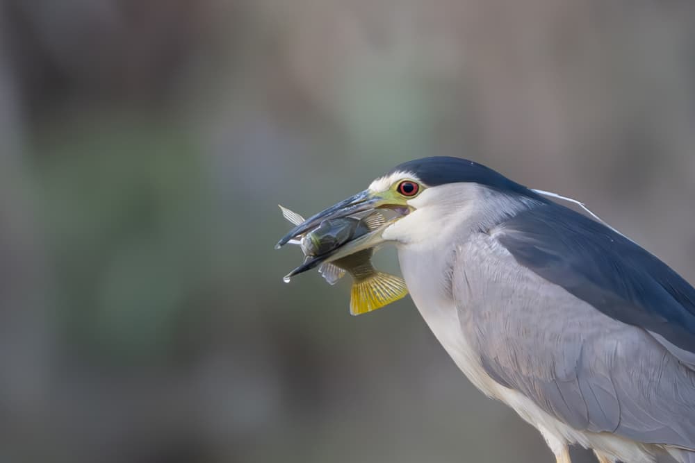 Night Heron Catches Fish by Guy Wilson — canvas wall art