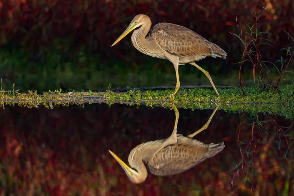 Elegant Heron Reflection by David Manusevich — canvas wall art