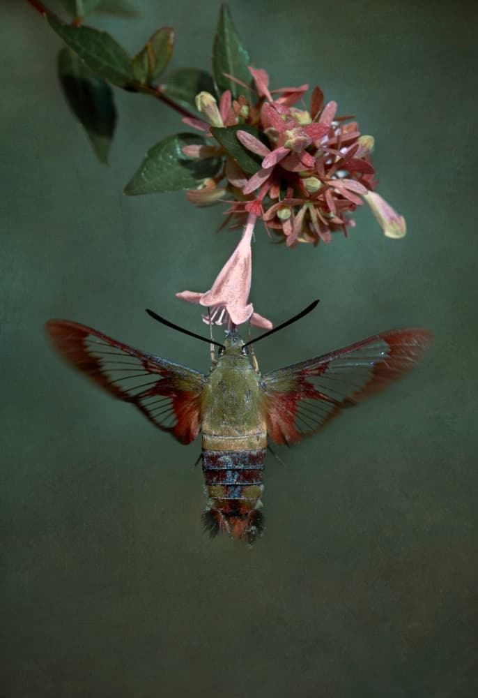 Hummingbird Moth on Bloom by Wei Xu — canvas wall art