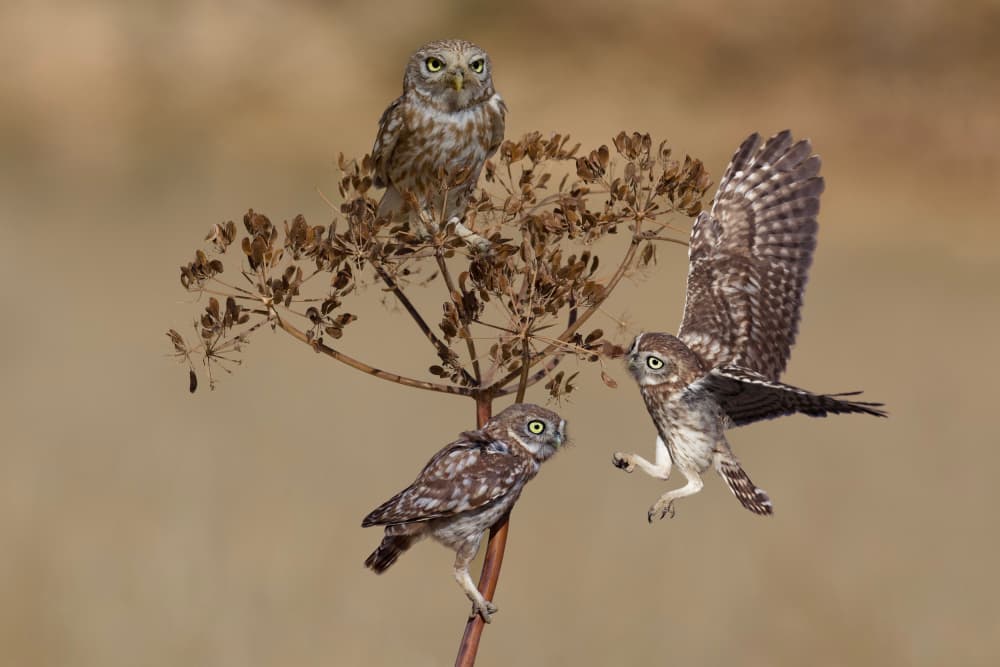 Little Owls Landing by David Manusevich — canvas wall art