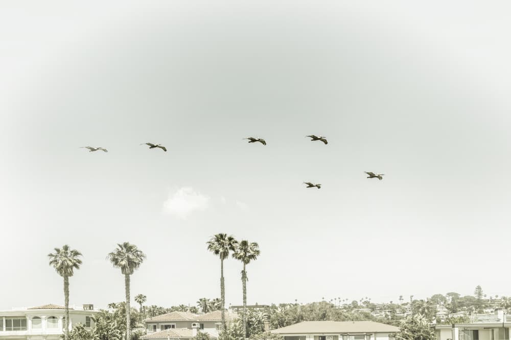 Pelicans Over Palm Trees by Melanie Viola — canvas wall art