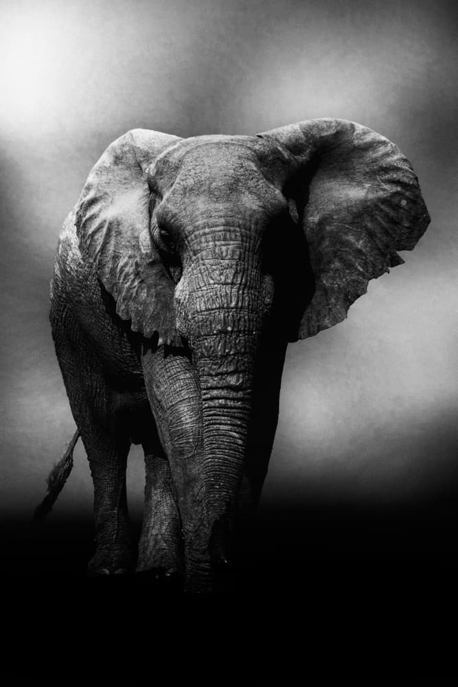 Majestic African Elephant by Antonio Grambone — canvas wall art