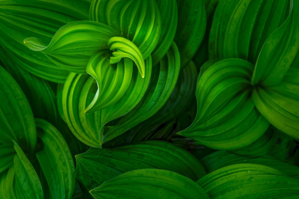 Swirling Green Leaves by Peter Svoboda MQEP — canvas wall art