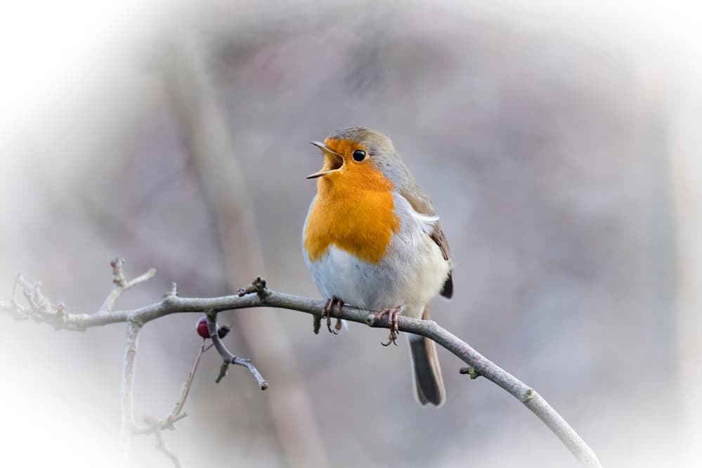 Singing Robin by Howard Ashton-Jones — canvas wall art
