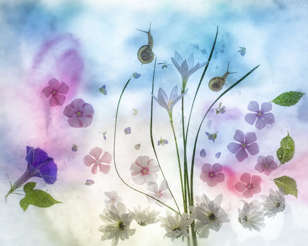 Dreamy Floral Snails by Miharu † — canvas wall art