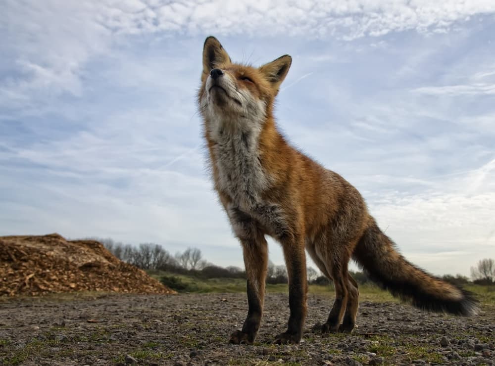 Peaceful Wild Fox by Gert van den Bosch — canvas wall art
