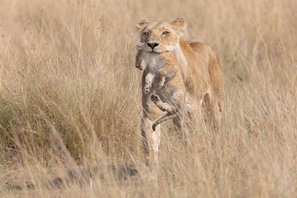 Lioness Carrying Cub by Alessandro Catta — canvas wall art