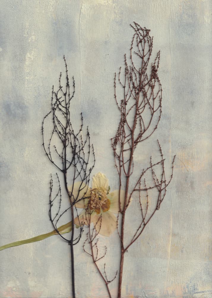 Minimal Dried Botanicals by Maira Ribena — canvas wall art